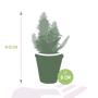 Cactus en vetplanten mix afmetingen